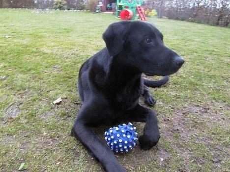 Labrador retriever Walter - Walter med dens bold billede 1