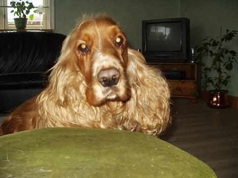 Cocker spaniel Karl billede 1