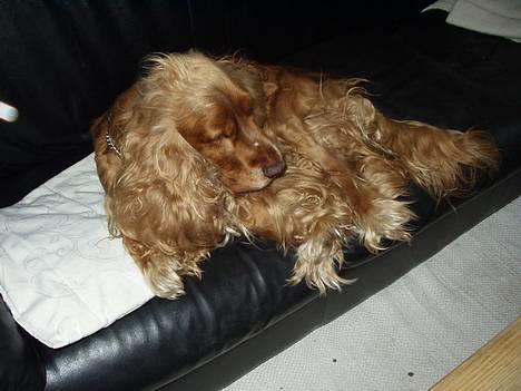 Cocker spaniel Karl billede 2