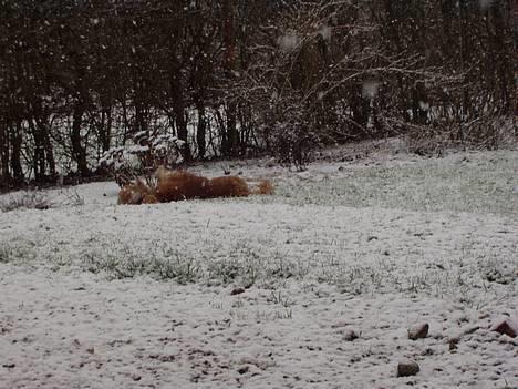 Cocker spaniel Karl billede 4