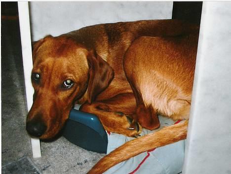 Blanding af racer Leika - Leika, der gør et kraftigt forsøg på at være i Kandis´ seng, hendes egen var åbentbart ikke god nok ;) billede 6