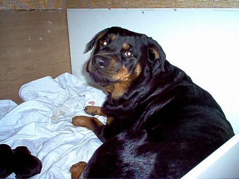 Rottweiler Rina - Rina  lige efter fødslen, af hendes 6 små hvalpe. Det er dem man kan se lidt af nede i hjørnet. billede 1