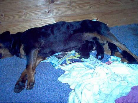 Rottweiler Rina - Rina med sine nyfødte hvalpe. billede 2