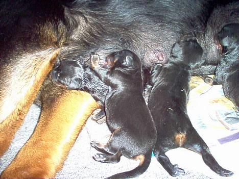 Rottweiler Rina - Så er det mad tid billede 3