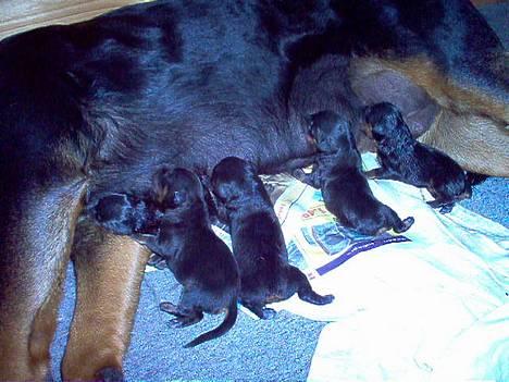 Rottweiler Rina - Mad er altid godt. MAn kan aldrig få nok. billede 4