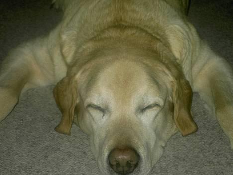 Labrador retriever Polly - Godnat, jeg vil sove nu.... billede 1