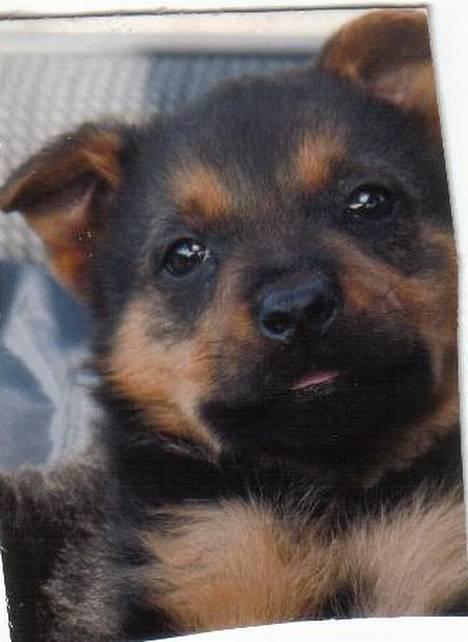 Blanding af racer Stacy billede 1