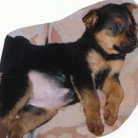 Blanding af racer Stacy billede 2