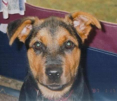 Blanding af racer Stacy billede 3