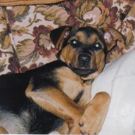 Blanding af racer Stacy billede 4