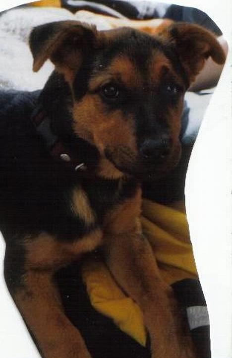 Blanding af racer Stacy billede 5