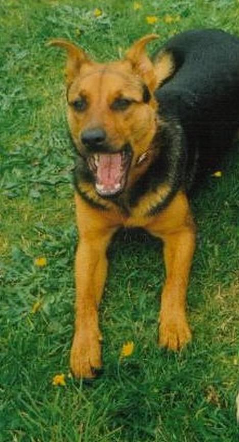 Blanding af racer Stacy billede 6