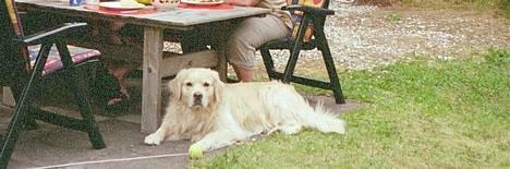 Golden retriever Leregårdens Unusual Uwe  billede 3