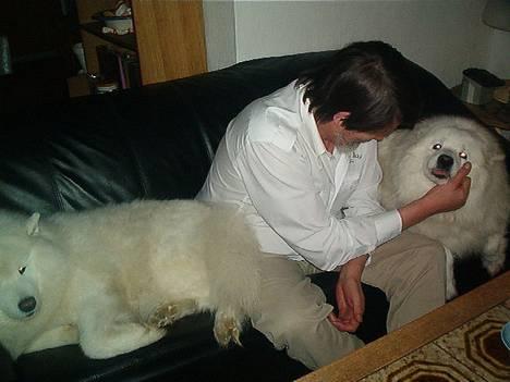 Samojedhund Windy - I dag er det vores bryllupsdag,  jah idi jah jah ja... billede 4