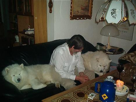 Samojedhund Windy - Åh vi er så trætte efter brylupsdagsforretten: krokodille og kængurosteaks. billede 5