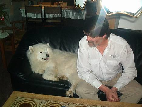 Samojedhund Freja (Dancing Duchess) - Er du liså mæt som mig. billede 3