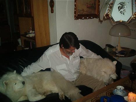 Samojedhund Freja (Dancing Duchess) - Vi er gode venner os tre billede 4