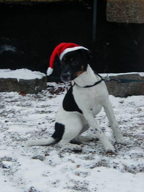 Dansk svensk gaardhund Lucky - Nu det jul igen :) billede 1