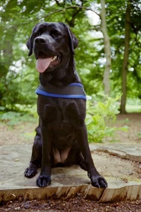 Labrador retriever Filippa - Glad og frejdig! billede 1