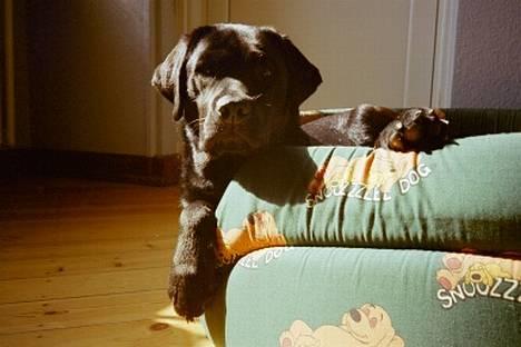 Labrador retriever Filippa - Holder lige øje med mor, tænk om hun har kiks i lommen? billede 3