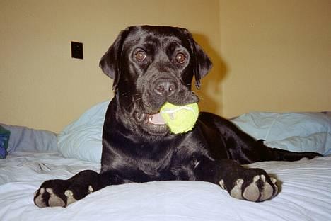 Labrador retriever Filippa - Halløj - hvem vil lege? billede 4