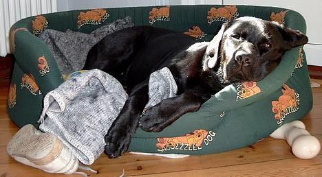 Labrador retriever Filippa - Elsker simpelthen min kurv og at ligge og dase i solens stråler billede 5