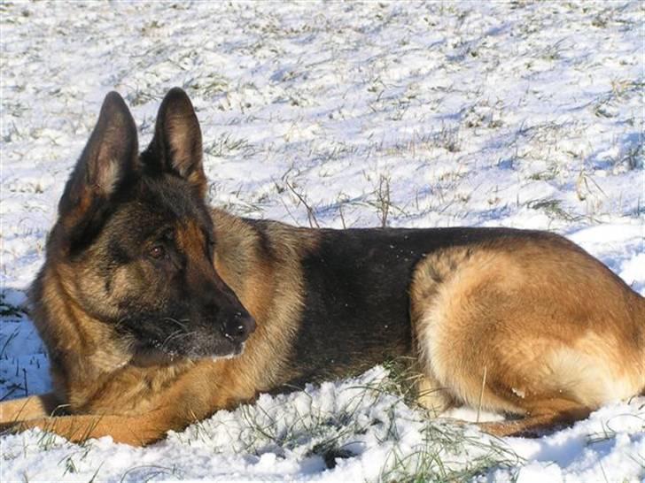 Schæferhund Freja  billede 1