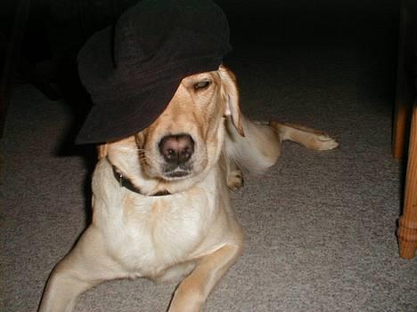 Labrador retriever Molly - Hey det er mig som er Molly! :P billede 1