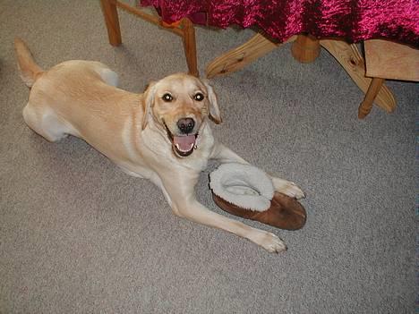 Labrador retriever Molly - ØV! Håbede ikke du ku finde mig! Du må IKKE tage min sutsko! billede 2