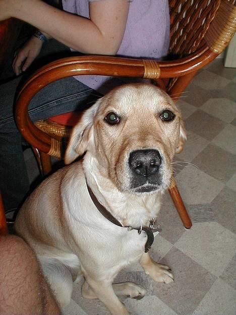 Labrador retriever Molly - *Snuuuus* (storsnude ;)) billede 3