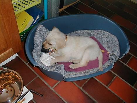 Labrador retriever Molly - Lige et billed mere som hvalp... Hvor nuttet kan man lige blive? billede 5