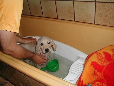 Labrador retriever Molly - Molly i bad! billede 6