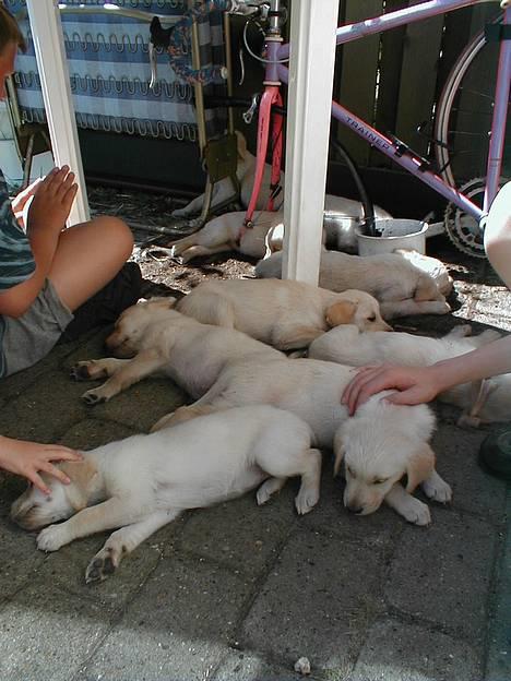 Labrador retriever Molly - Dooh hvem er Molly? billede 7