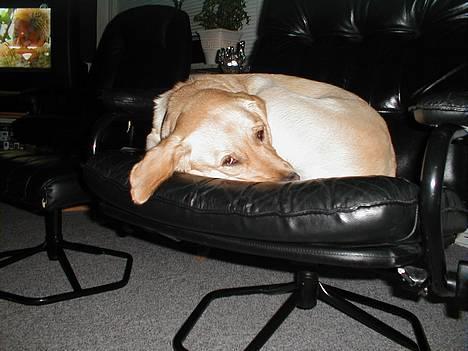 Labrador retriever Molly - Ihh altså! Her er nogen som prøver på at sove! Hmpf! billede 8