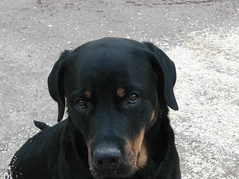 Rottweiler Balder billede 2