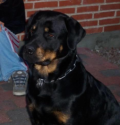 Rottweiler Balder billede 3