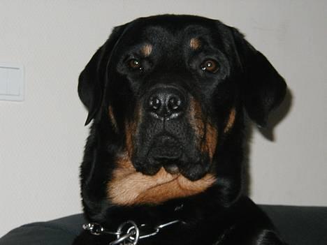 Rottweiler Balder billede 6