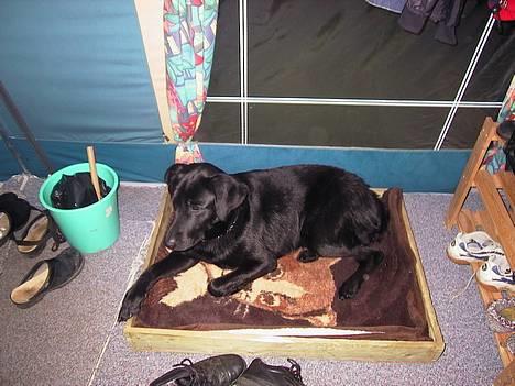 Labrador retriever Walter - walter som er med på camping billede 2