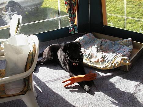 Labrador retriever Walter - walter med sin gris i campingvognen billede 3
