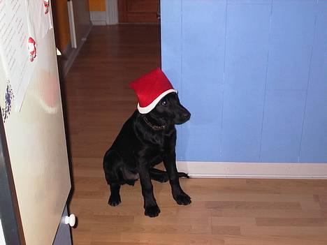 Labrador retriever Walter - nisse walter billede 4