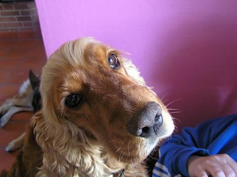 Cocker spaniel lucky  billede 1