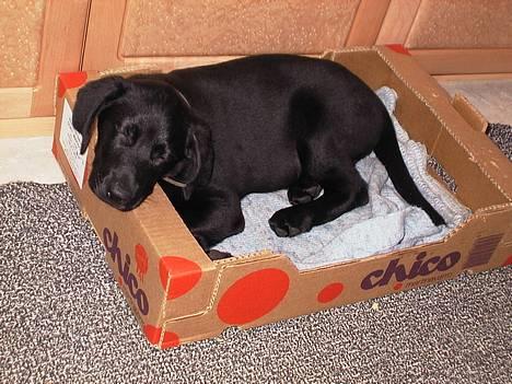 Labrador retriever Walter - her har vi lige fået walter.. Han er kun 8 uger gammel billede 5