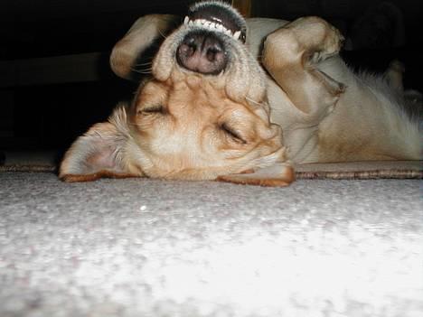 Labrador retriever Molly - Skrid så! Eller jeg kommer og æder dig! billede 9