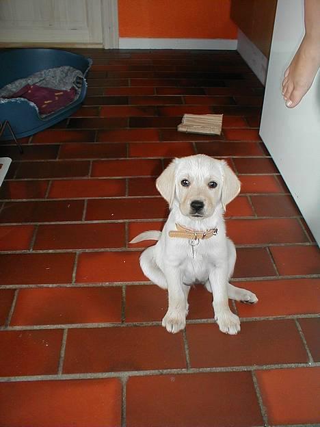 Labrador retriever Molly - Molly som hvalp... En herlig lille sveske ik´? :P billede 10