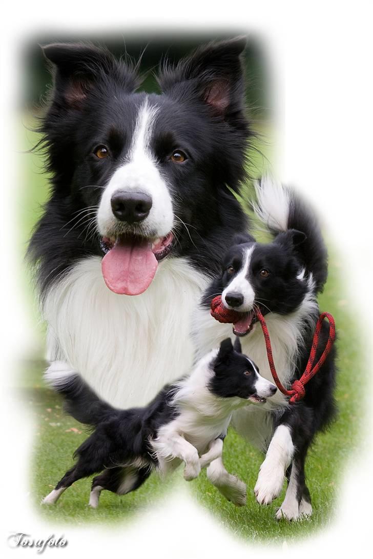 Border collie Tarco *himmelhund* - Flotte Tarco billede 1