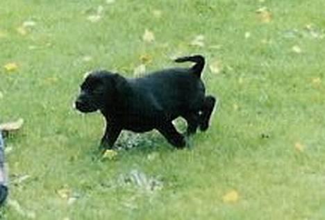 Labrador retriever Molle - Den dag jeg købte hende billede 1