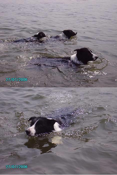 Border collie Tarco *himmelhund* - Tarco ude og svømme i Rhinen da vi var i Belgien, det er første gang i hans liv han svømmer. På det første billede svømmer han sammen med hans venner Acer og Nike. billede 3