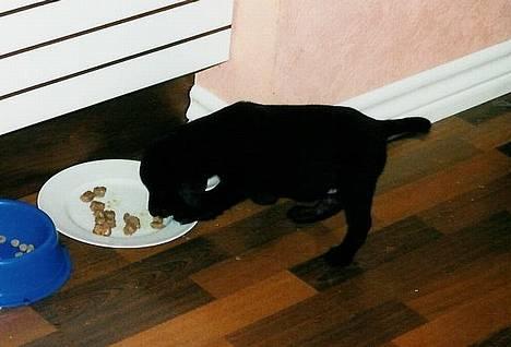 Labrador retriever Molle billede 2