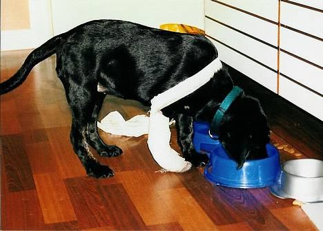 Labrador retriever Molle - Her havde hun brækket de to midterst knogler i poten billede 3