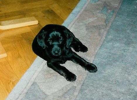 Labrador retriever Molle billede 4